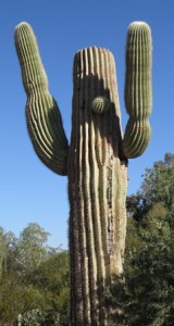 DBG