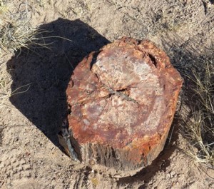 Petrified Forest