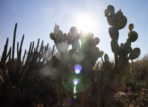 Desert Botanical Garden, Phoenix
