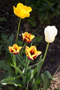 IMG_9087