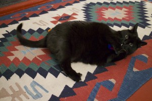IMG_9117
