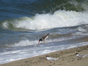 IMG_2334