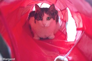 IMG_4774