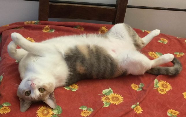Pixie, July 2019